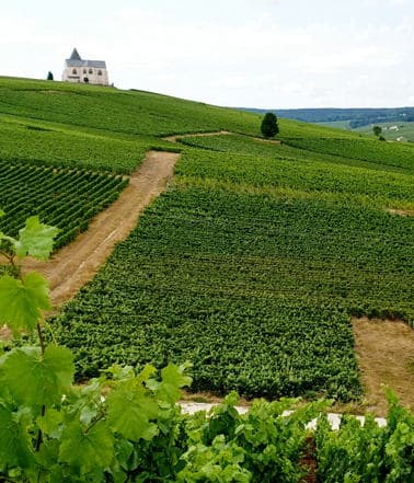 The Grower's Champagne