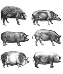 One Whole Pig