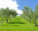 Logo for Allpress Olive Groves (formerly Rangihoua Estate)